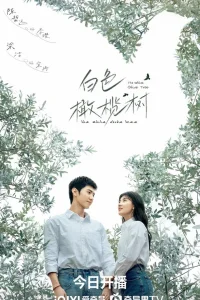 Белое оливковое дерево